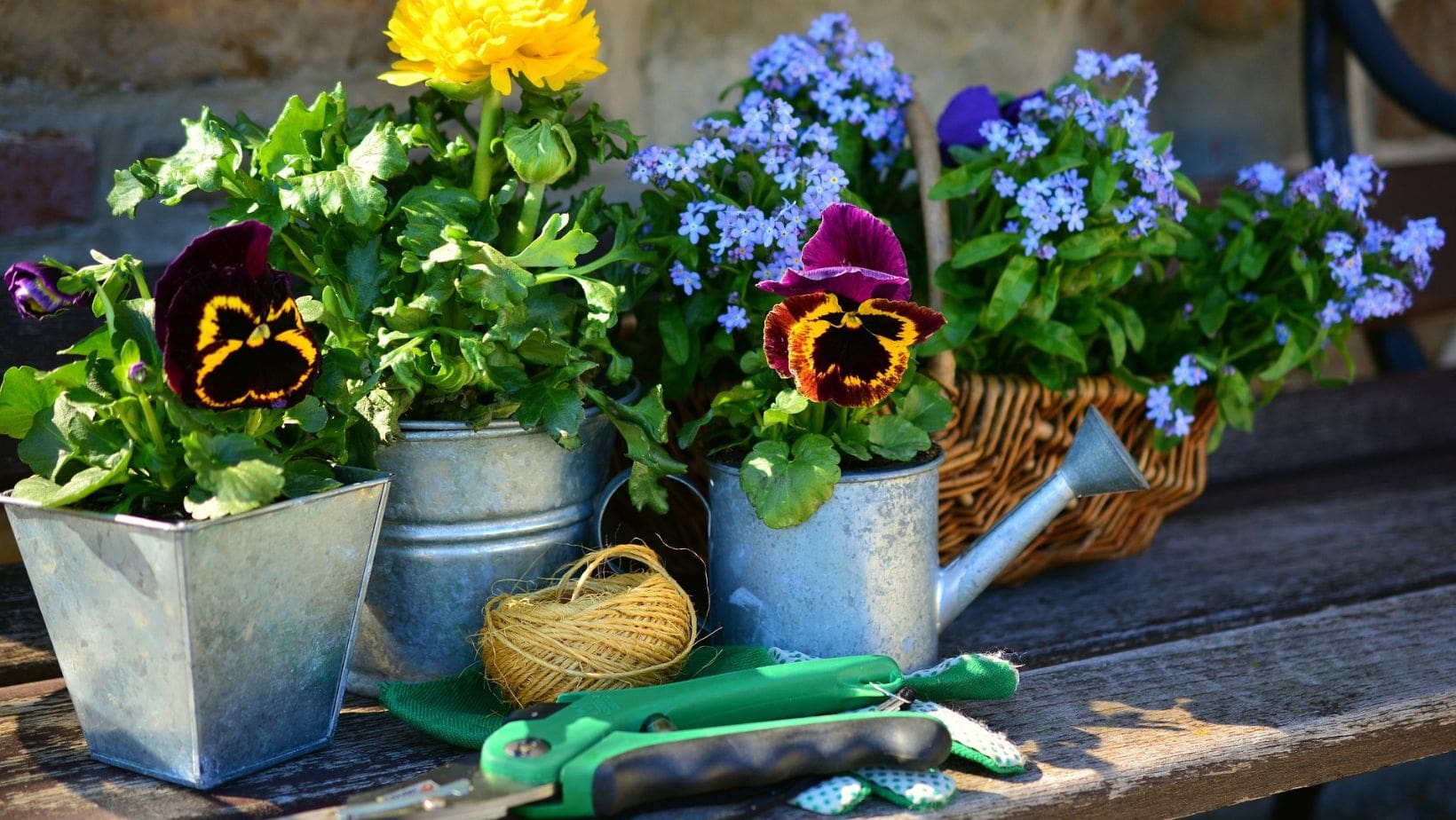 a selection of potted plants and hand-held gardening tools