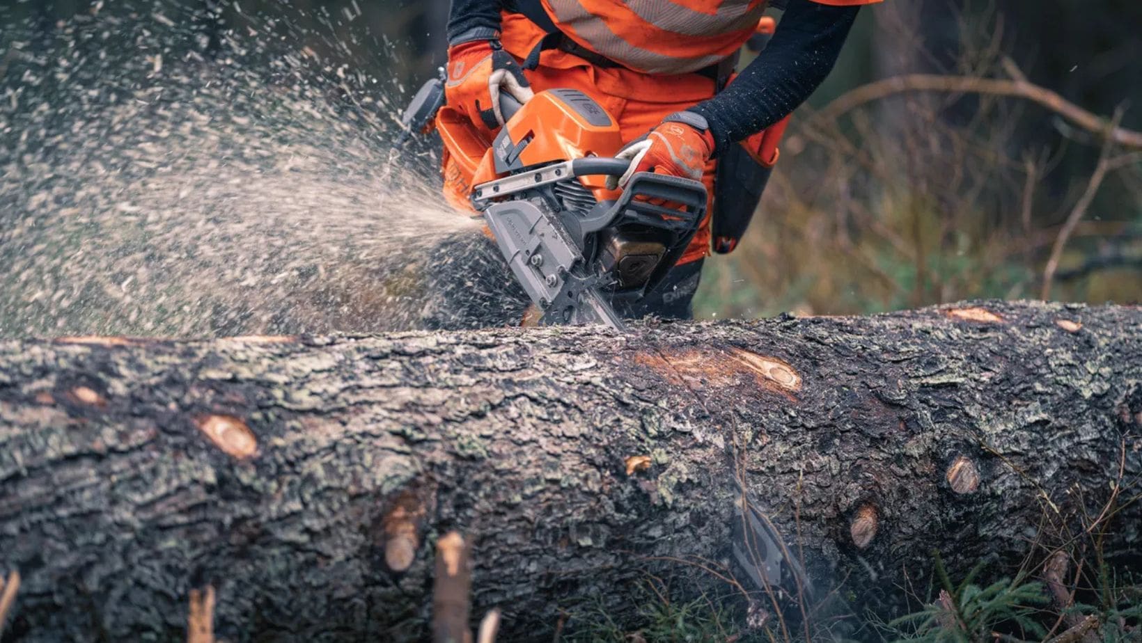 a close-up of someone in orange PPE using a Husqvarna 592 XP® Petrol Chainsaw to cut a huge log